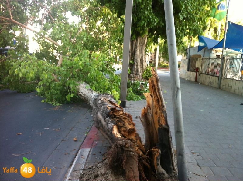 treebentsvy610 (2).jpg